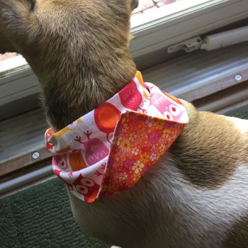 Doggy Bandana {customized} - GeminiRed Creations